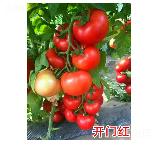 開門紅-番茄種子-富園種業(yè)