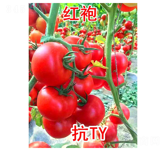 紅袍-番茄種子-富園種業(yè)