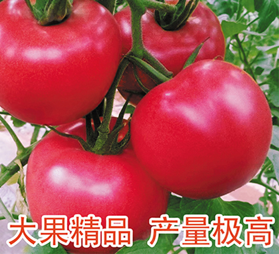 貝麗塔-番茄種子-富園種業(yè)