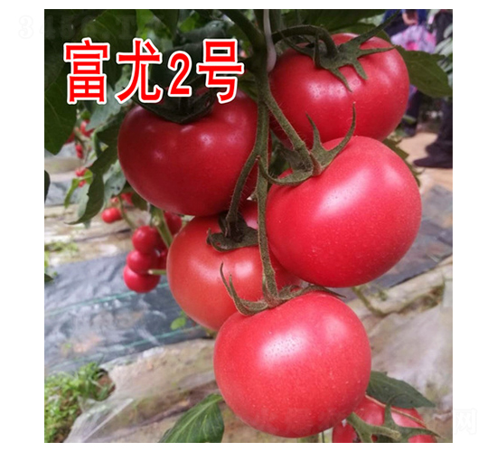富尤2號(hào)-番茄種子-富園種業(yè)