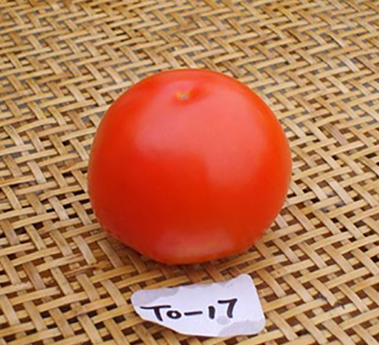 萬(wàn)利—17-番茄種子-長(zhǎng)江種子