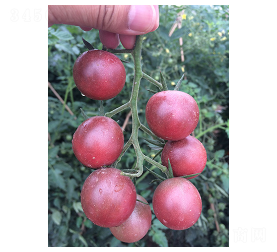 紫珍珠-番茄種子-東升種業(yè)