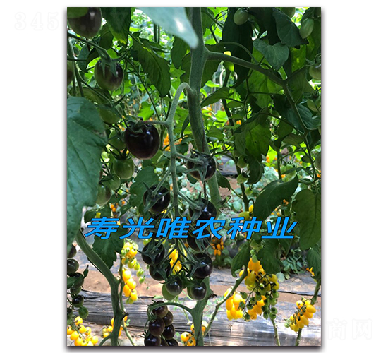 黑珍珠-櫻桃番茄種子-唯農(nóng)種業(yè)