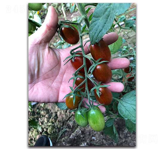 紫晶F1-花生番茄種子-唯農(nóng)種業(yè)