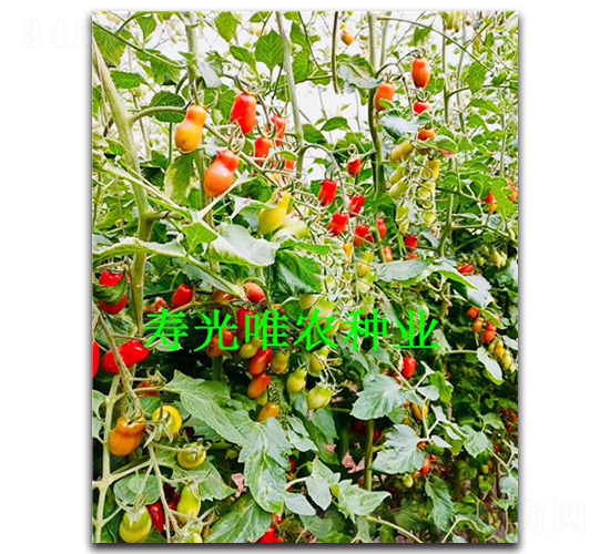 紅晶F1-花生番茄種子-唯農(nóng)種業(yè)