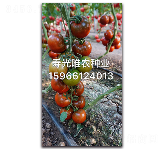 黑玫瑰F1-櫻桃番茄種子-唯農(nóng)種業(yè)