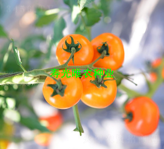 黃精靈1號-櫻桃番茄種子-唯農(nóng)種業(yè)