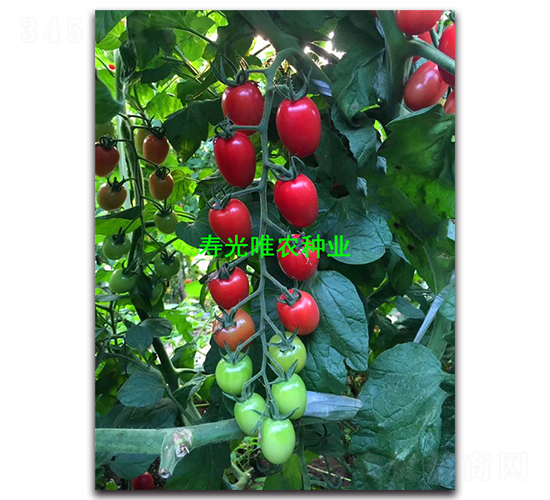 新禧2號-櫻桃番茄種子-唯農(nóng)種業(yè)