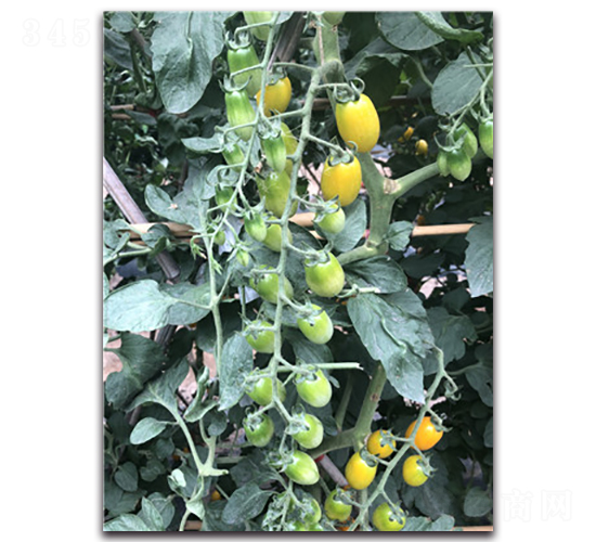 黃晶2號(hào)-花生番茄種子-唯農(nóng)種業(yè)
