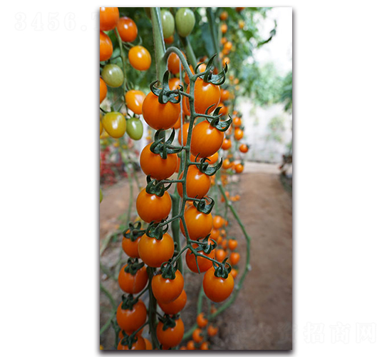 黃晶一號(hào)F1-櫻桃番茄種子-唯農(nóng)種業(yè)