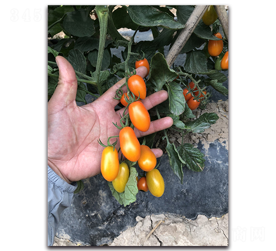 黃晶3號(hào)-花生番茄種子-唯農(nóng)種業(yè)