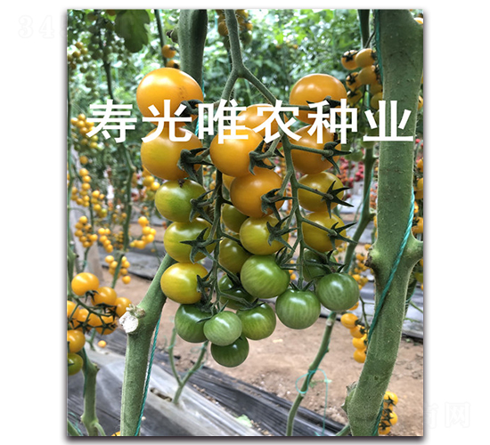 金色陽(yáng)光1號(hào)F1-櫻桃番茄種子-唯農(nóng)種業(yè)