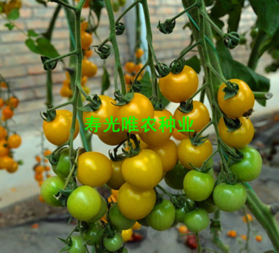 金色陽(yáng)光2號(hào)F1-櫻桃番茄種子-唯農(nóng)種業(yè)