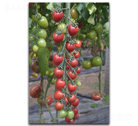 新禧5號-櫻桃番茄種子-唯農(nóng)種業(yè)