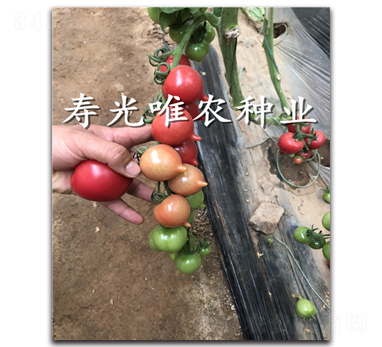 桃美1號F1-櫻桃番茄種子-唯農(nóng)種業(yè)