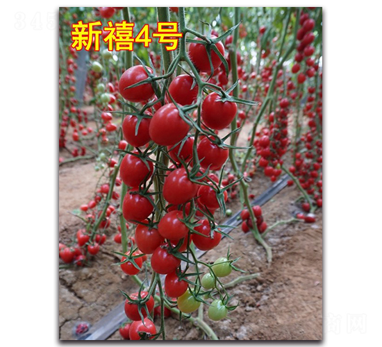 新禧4號-櫻桃番茄種子-唯農(nóng)種業(yè)
