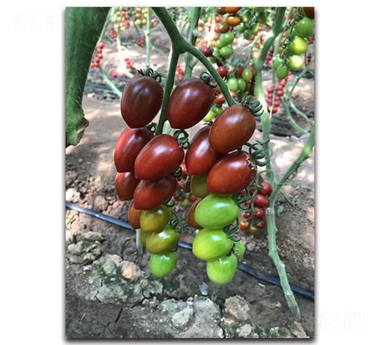 紫果千禧-櫻桃番茄種子-唯農(nóng)種業(yè)