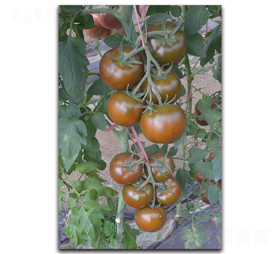 黑貴妃-櫻桃番茄種子-唯農(nóng)種業(yè)