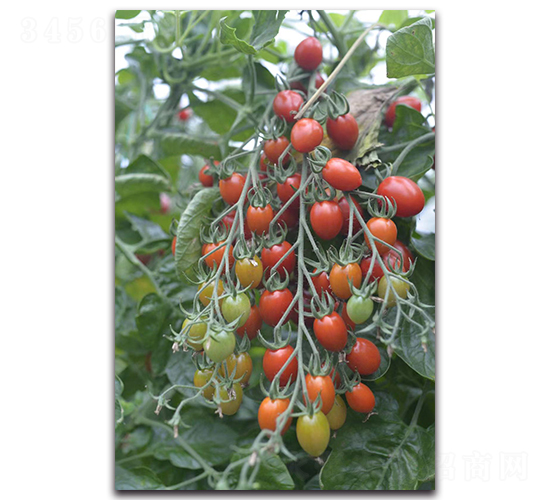 九州紅-櫻桃番茄種子-唯農種業(yè)