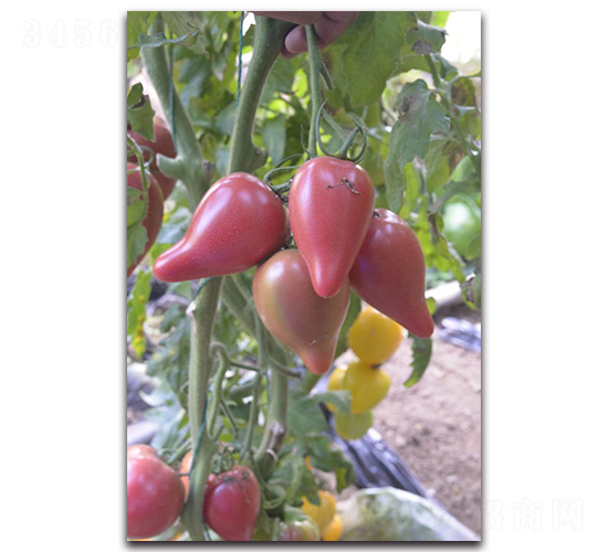 粉芒果-櫻桃番茄種子-唯農(nóng)種業(yè)