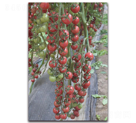 粉貝美-櫻桃番茄種子-唯農(nóng)種業(yè)