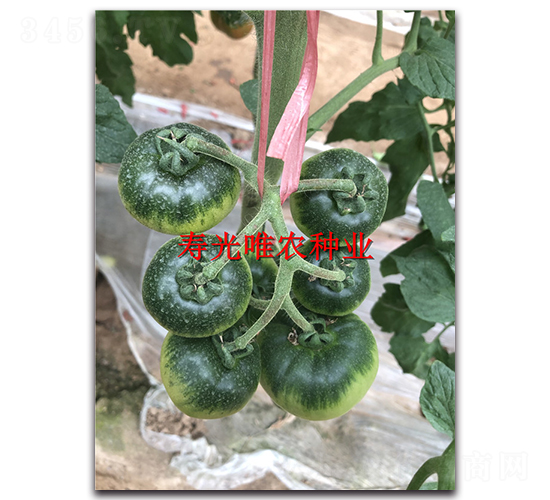 滿口香4號-番茄種子-唯農(nóng)種業(yè)