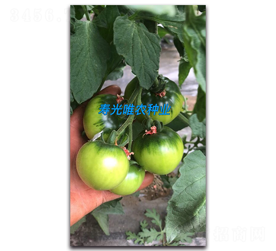 滿口香3號-番茄種子-唯農(nóng)種業(yè)