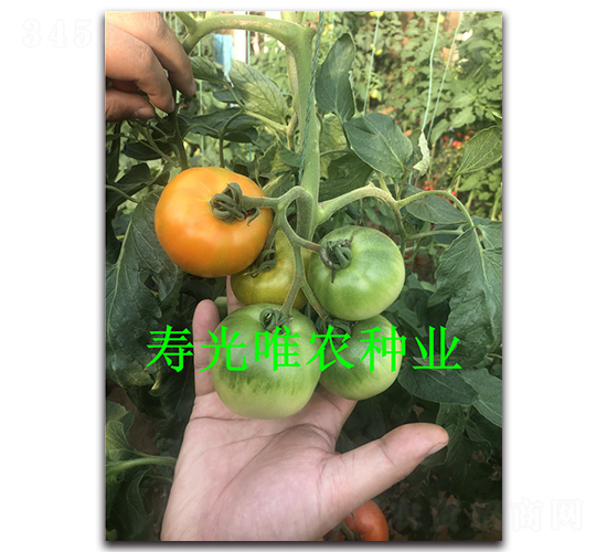 滿口香黃草莓-番茄種子-唯農(nóng)種業(yè)
