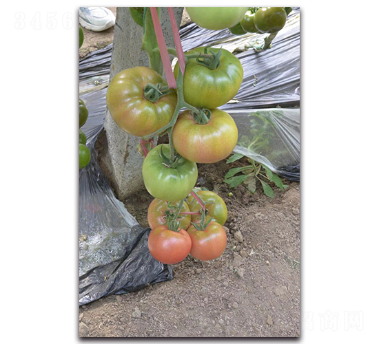 鐵番大哥大-番茄種子-唯農(nóng)種業(yè)