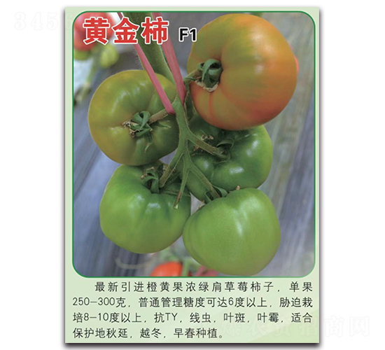 黃金柿-番茄種子-唯農(nóng)種業(yè)
