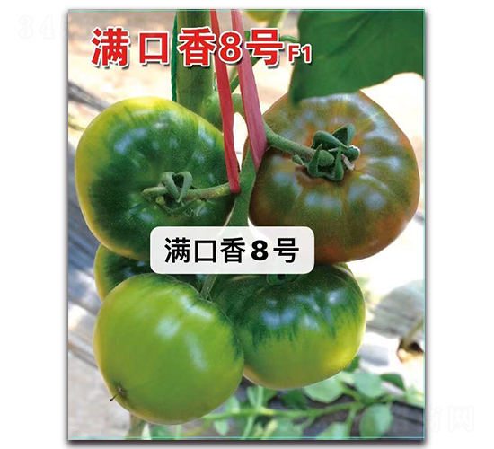 滿口香8號-番茄種子-唯農(nóng)種業(yè)