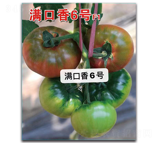 滿口香6號-番茄種子-唯農(nóng)種業(yè)