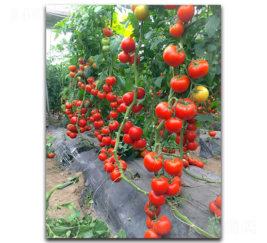 勝凱F1-紅果番茄種子-唯農(nóng)種業(yè)