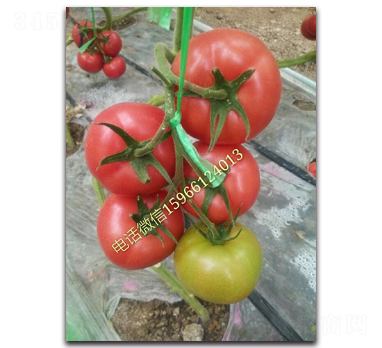 賓利517F1-粉果番茄種子-唯農(nóng)種業(yè)