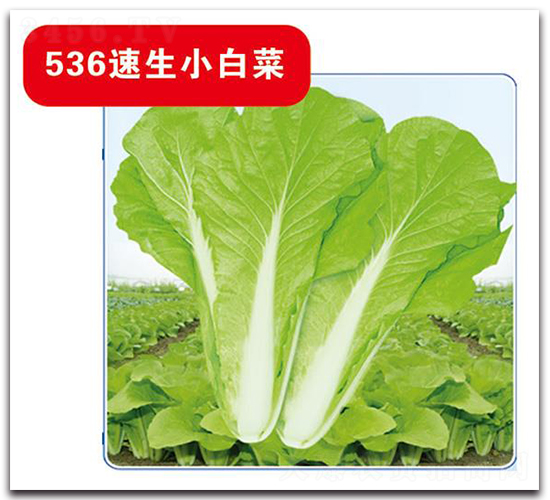 536速生小白菜-白菜種子-中創(chuàng)智豐