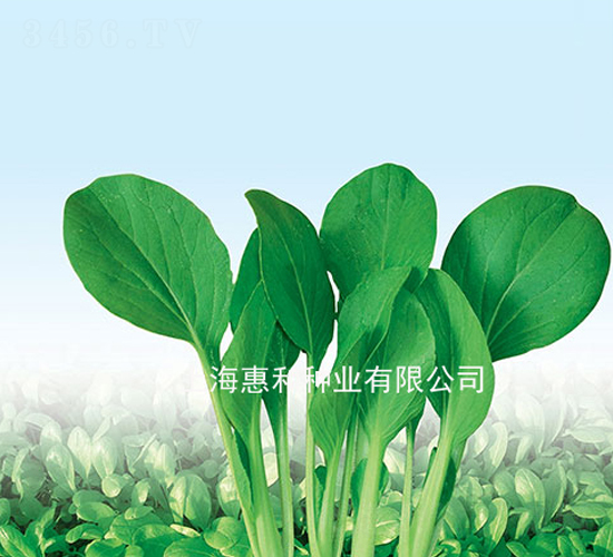 速生雞毛菜-雞毛菜種子-惠和種業(yè)