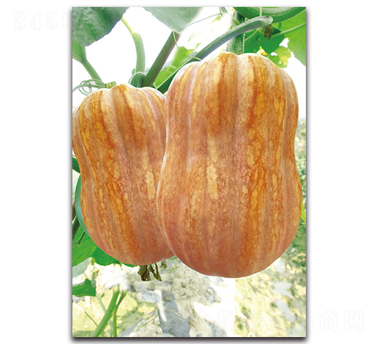 娃娃蜜五號(hào)-南瓜種子-湘妹子農(nóng)業(yè)
