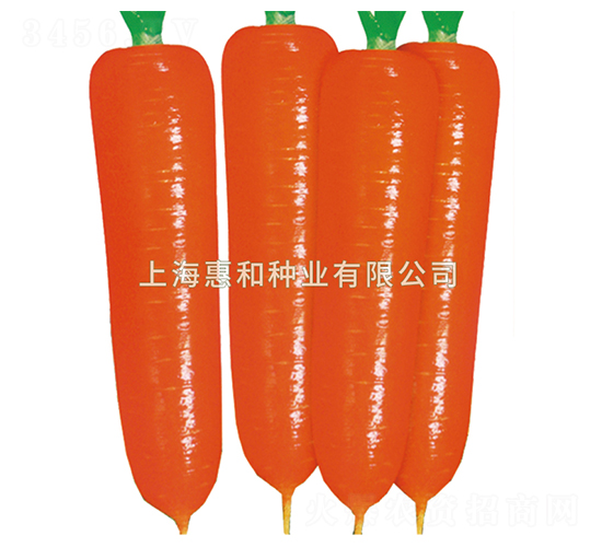 紅圣十號(hào)-胡蘿卜種子-惠和種業(yè)