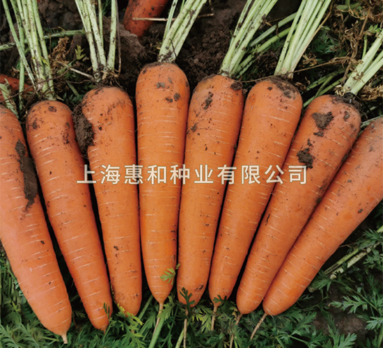 辛迪亞907-胡蘿卜種子-惠和種業(yè)