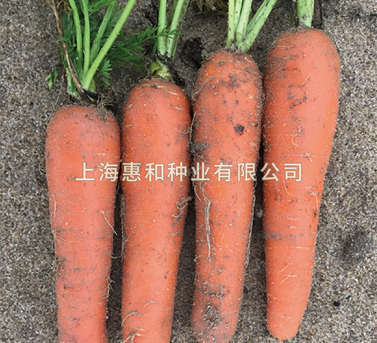 紅圣五號(hào)-胡蘿卜種子-惠和種業(yè)
