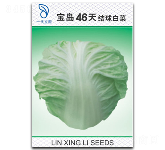寶島46天-白菜種子-林興利