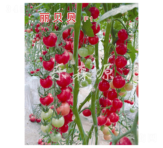 麗貝貝-櫻桃番茄種子-樂森源