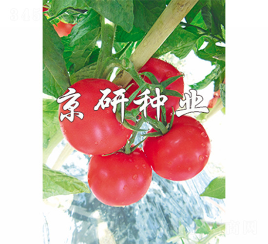 京番102-番茄種子-京研