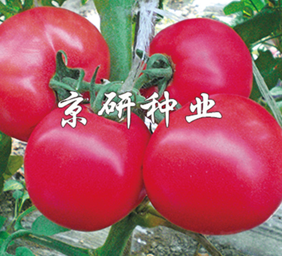 京番104-番茄種子-京研