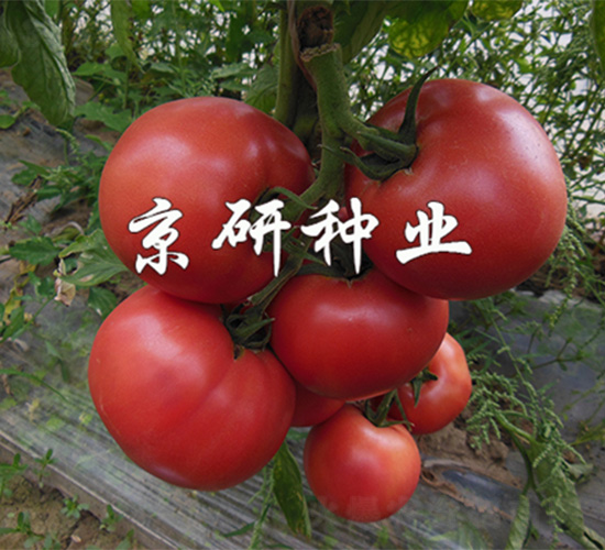 京番105-番茄種子-京研