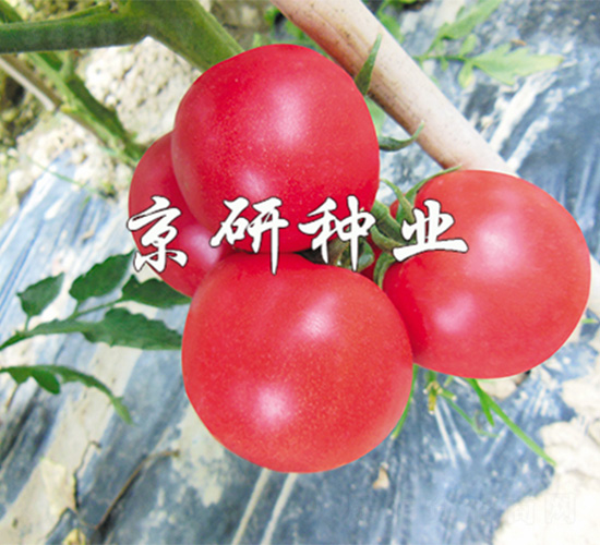 京番203-番茄種子-京研