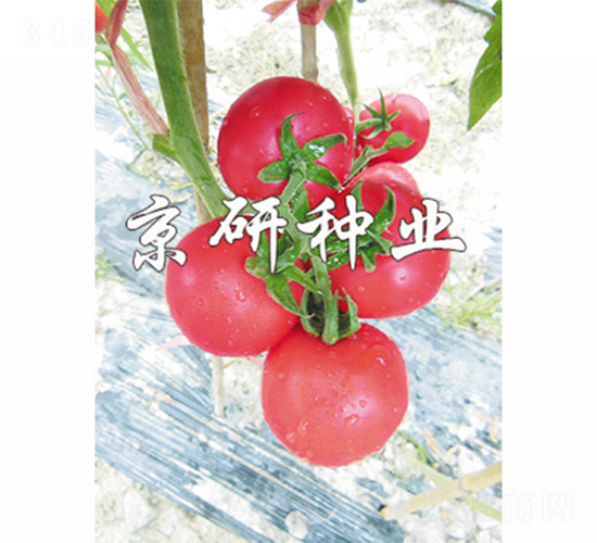 京番205-番茄種子-京研