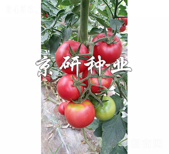 京番301-番茄種子-京研