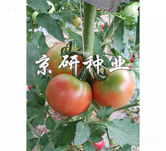 京番302-番茄種子-京研