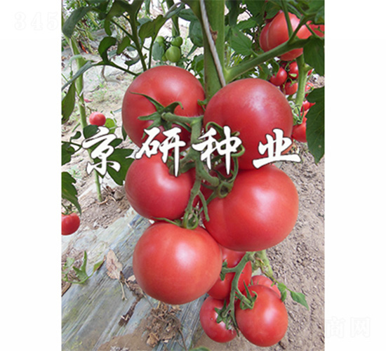 京番303-番茄種子-京研